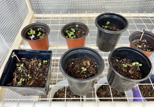 ガーデニングで花や野菜を種から育てる！ために購入した温室グリーンハウス